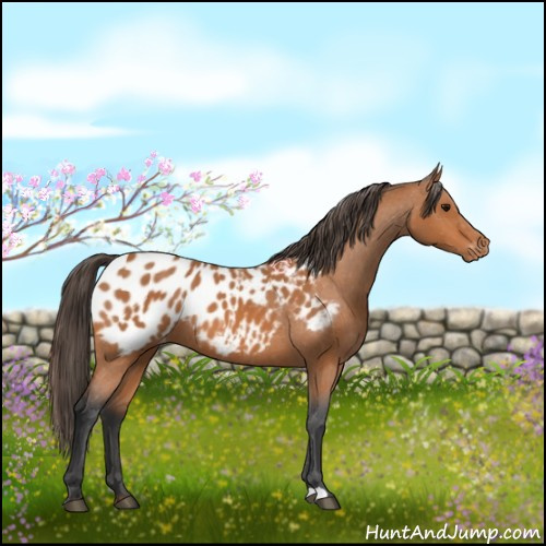 Horse Color:Bay Appaloosa