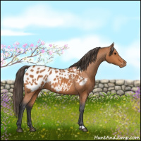 Horse Color:Bay Appaloosa 