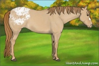 Horse Color:Red Dun Appaloosa 