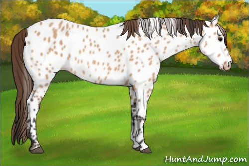 Horse Color:Bay Dun Appaloosa 