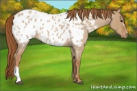 Horse Color:Red Dun Roan Appaloosa