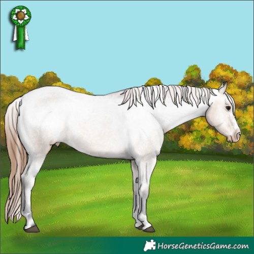 Horse Color:Bay Dun Appaloosa 