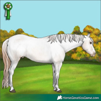 Horse Color:Bay Dun Varnish 