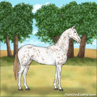 Horse Color:Chestnut Tobiano Appaloosa 