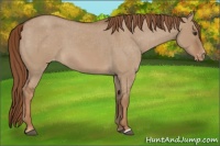 Horse Color:Red Dun Roan Varnish 