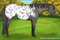 Horse Color:Grullo Appaloosa 