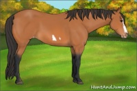 Horse Color:Bay Splash Frame Varnish 