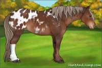 Horse Color:Liver Chestnut Appaloosa 