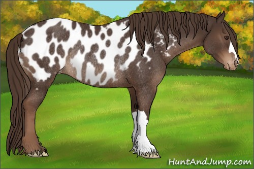 Horse Color:Liver Chestnut Appaloosa Rabicano 