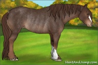 Horse Color:Liver Chestnut Appaloosa Rabicano