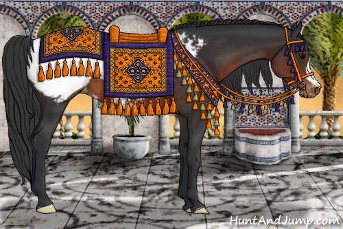 Horse Color:Brown Appaloosa 