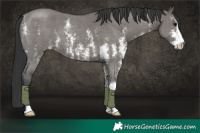 Horse Color:Grullo Sabino 
