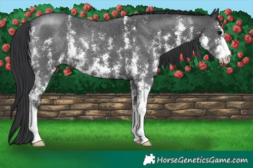 Horse Color:Black Sabino