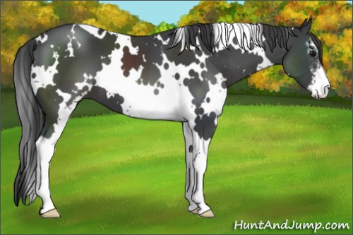 Horse Color:White Spotted Black Sabino