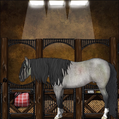 Horse Color:Grullo Roan Rabicano