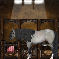 Horse Color:Grullo Roan Rabicano 