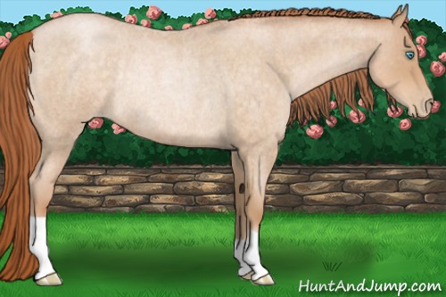 Horse Color:Buckskin Roan Pearl Rabicano 