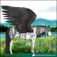 Horse Color:Black Sabino 
