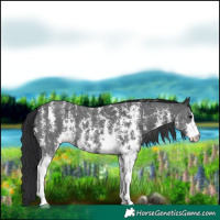 Horse Color:Black Sabino 