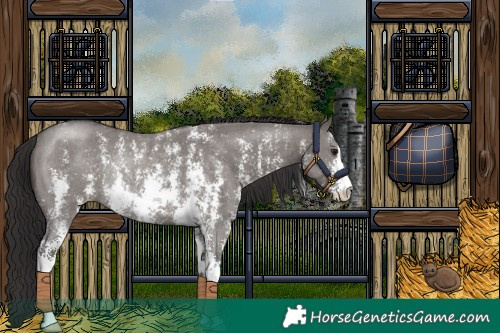 Horse Color:Smoky Grullo Sabino Rabicano 