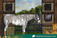 Horse Color:Smoky Grullo Sabino Rabicano 