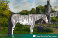 Horse Color:Smoky Grullo Sabino Rabicano 