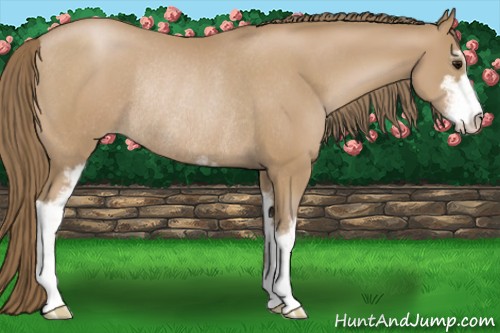 Horse Color:Black Pearl Sabino Rabicano