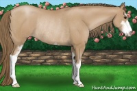 Horse Color:Black Pearl Sabino Rabicano
