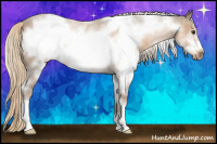 Horse Color:White Spotted Chocolate Palomino Frame 