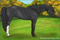 Horse Color:Black Rabicano 