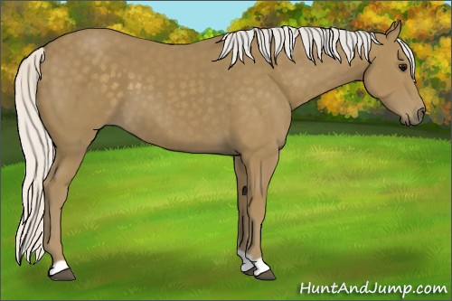 Horse Color:Unknown 