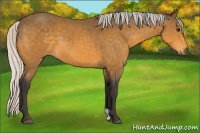 Horse Color:Unknown 