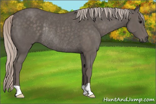 Horse Color:Unknown 