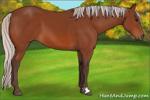 Horse Color:Unknown 