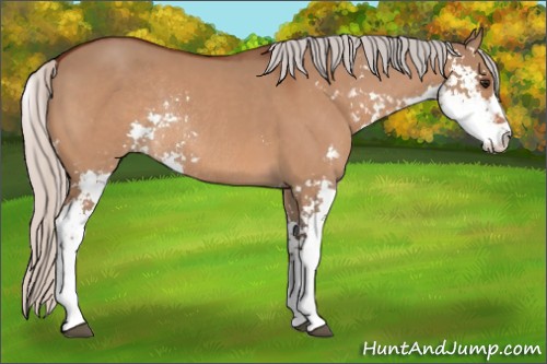 Horse Color:Unknown 