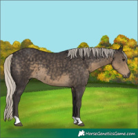 Horse Color:Unknown