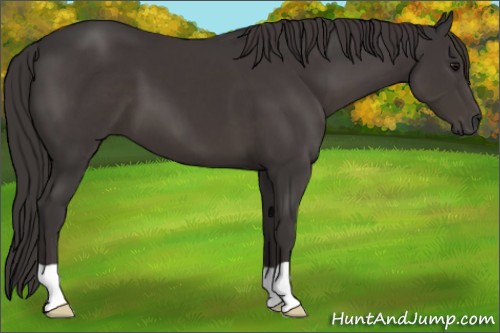 Horse Color:Unknown 