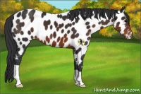 Horse Color:Brown Appaloosa 