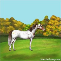 Horse Color:White Spotted Red Onyx Near Leopard 
