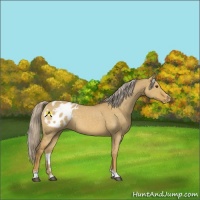Horse Color:Palomino Dun Varnish 