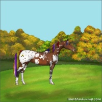 Horse Color:Painted White Spotted Buckskin Appaloosa 