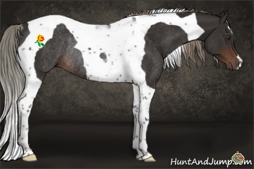 Horse Color:Liver Chestnut Mushroom Tobiano Rabicano 
