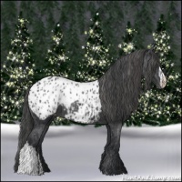 Horse Color:Black Appaloosa  and Black Appaloosa 