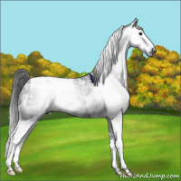 Horse Color:Gray Black Ice Tobiano 