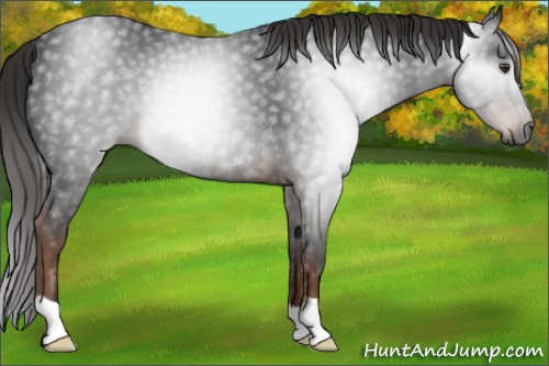 Horse Color:Gray Liver Chestnut Rabicano 