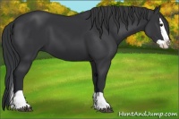 Horse Color:Black Splash 