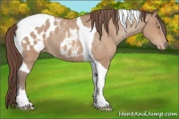 Horse Color:Amber Champagne Sabino Tobiano Appaloosa  and Amber Champagne Sabino Tobiano Appaloosa 