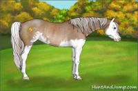 Horse Color:Silver Brown Dun Sabino Splash Rabicano 