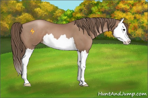 Horse Color:Black Pearl Sabino Splash 