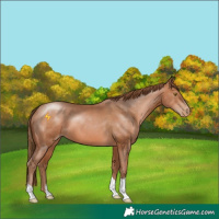 Horse Color:Brown Pearl